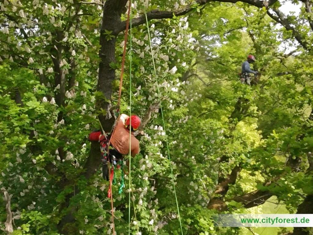 Kronenpflege mittels Seilklettertechnik ca. 25m Arbeitshöhe